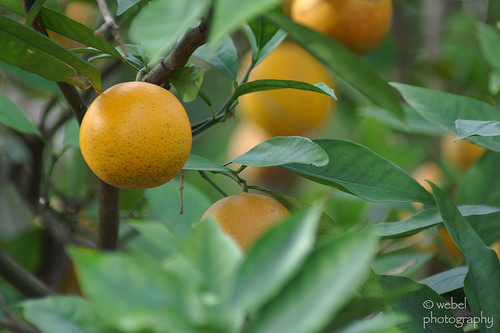 orangetree.jpg